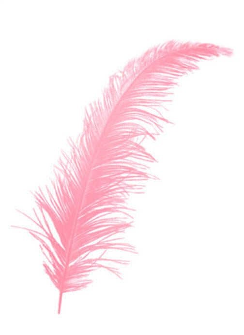 Kuş Tüyü - 100 adet (15cm) Pembe