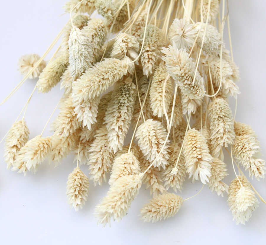 Kuşotu Kuru Çiçek Naturel