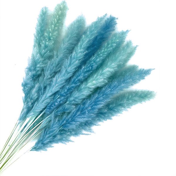 Pampas Turkuaz