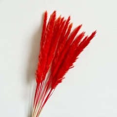 Pampas